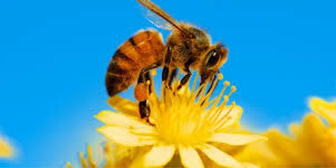 бджільництво