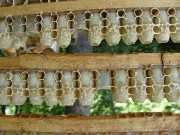 Стрічка для маточників BEE-CUP * 01-15-00127 фото