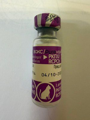 ПЮРЕВАКС RCPСН вакцина для кошек 1746482316 фото